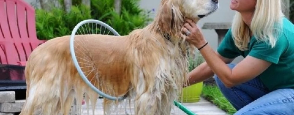03-09_woof-washer-360-480x320-1