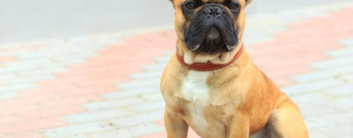 03_19_bulldog02