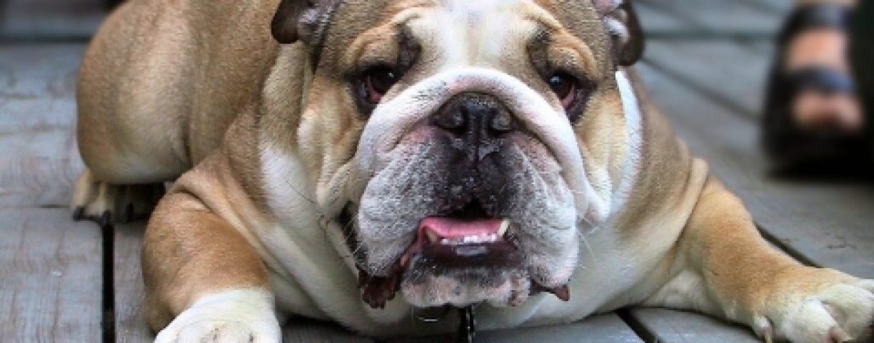 03_19_bulldog03-480x360-1