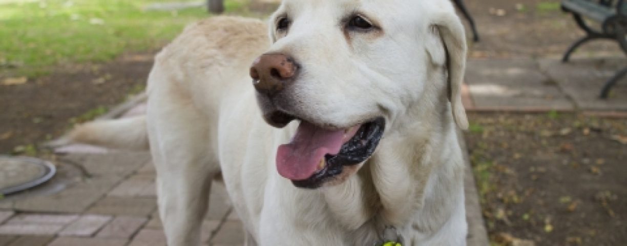 05_07_labrador02-480x320-1