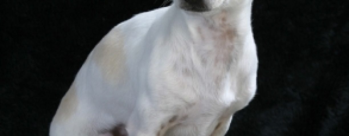 06_11_chihuahua02-293x396-1