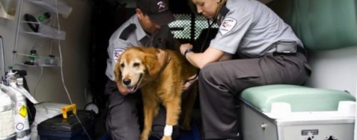 09-10Cane-in-ambulanza-veterinaria-480x320-1