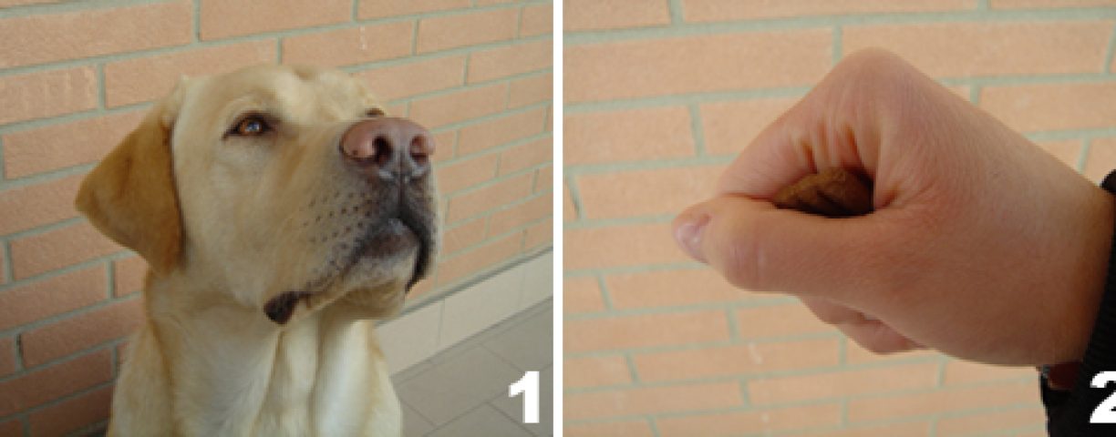 1-comando-seduto-cane-razza-labrador1