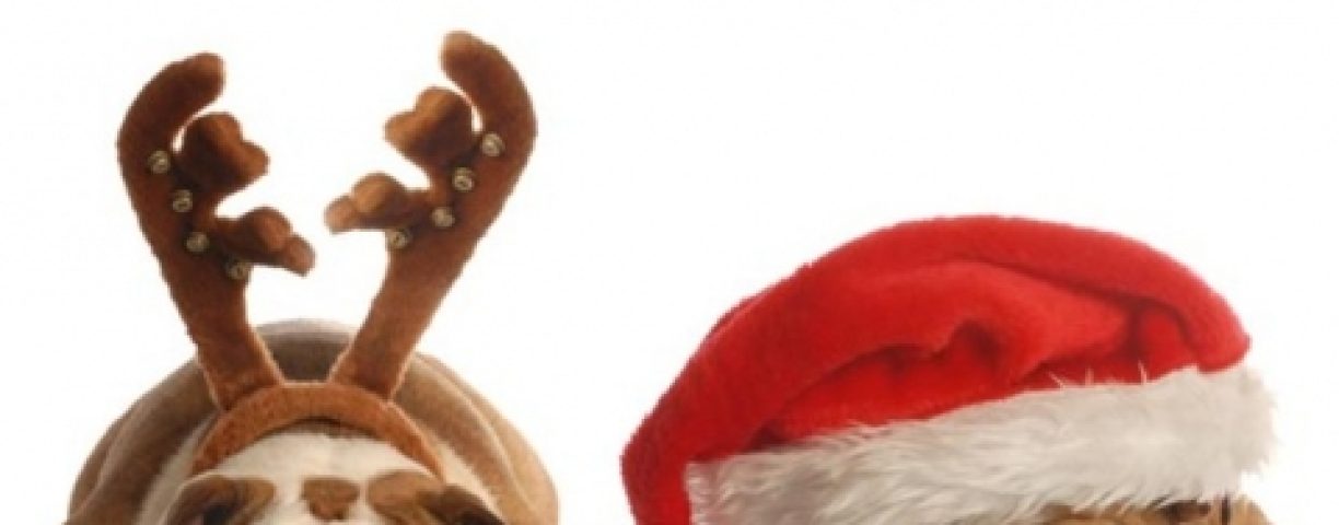 2424-natale-cani-622x466-480x359-1