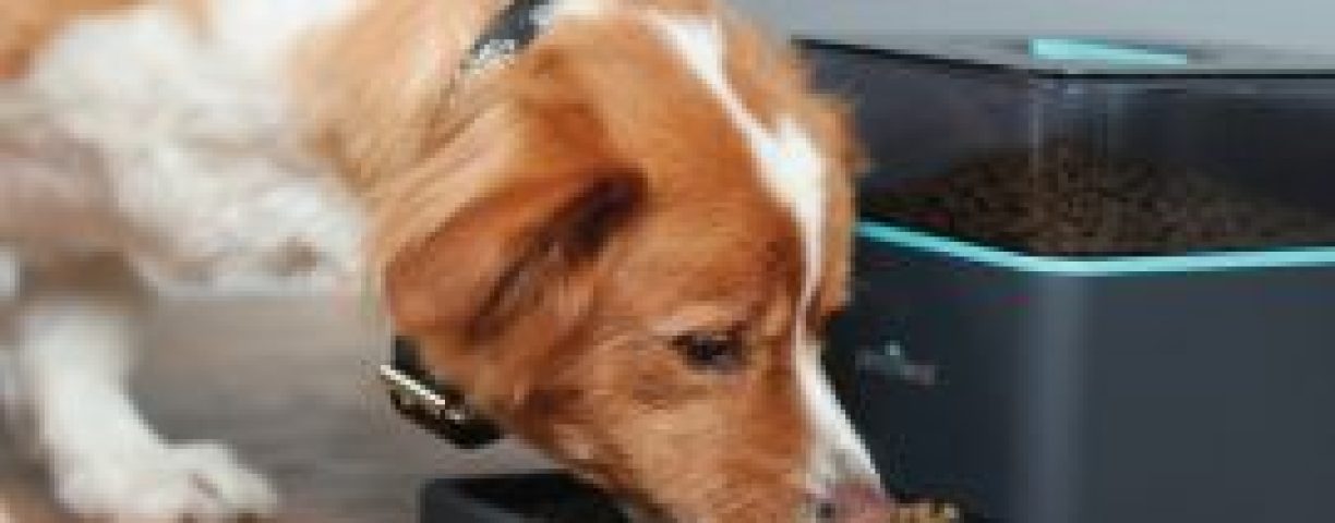 675-2-pintofeed-jake-rgb_270x202_c