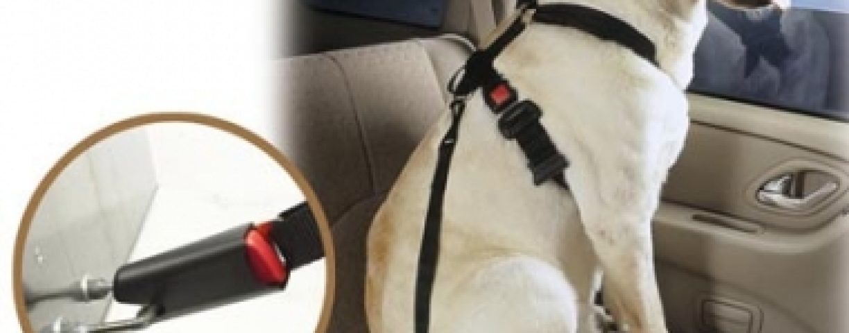 7dogcarseatbelt-380x300-1