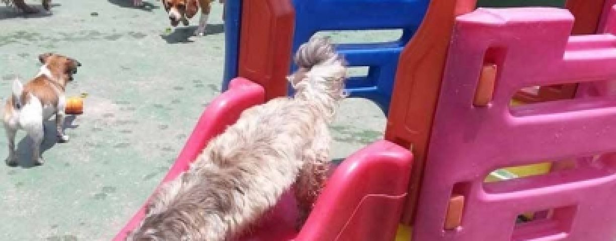 Asilo-Nido-per-cani-408x396-1