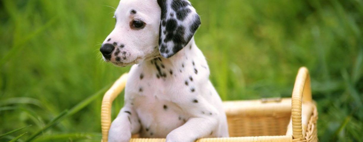 Dalmata-carattere-Foto
