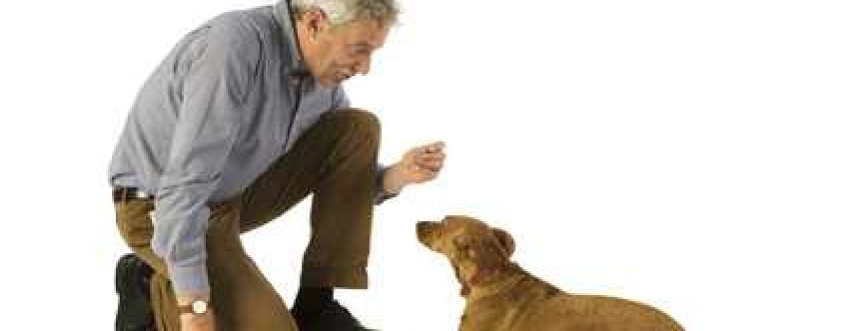 Dog-Obedience-Training