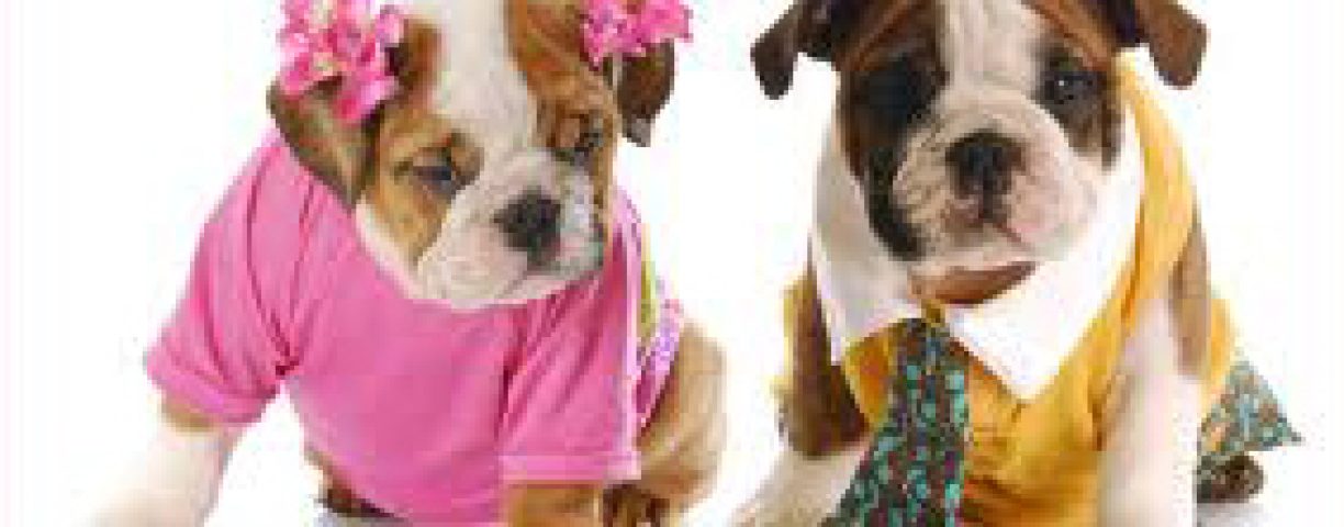 MaleFemaleBulldog
