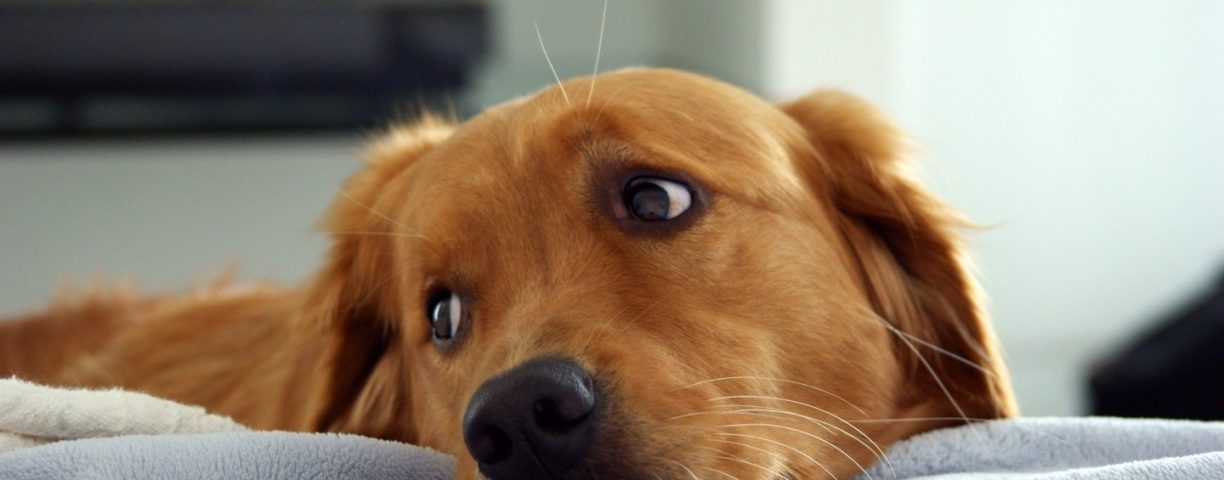 a-bored-dog-23841