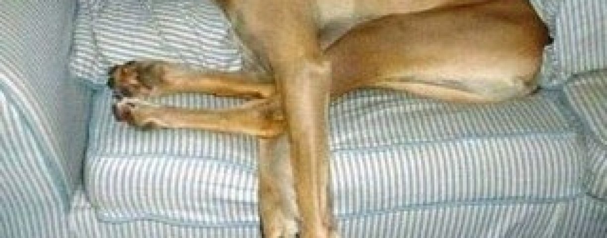 cane-alano1