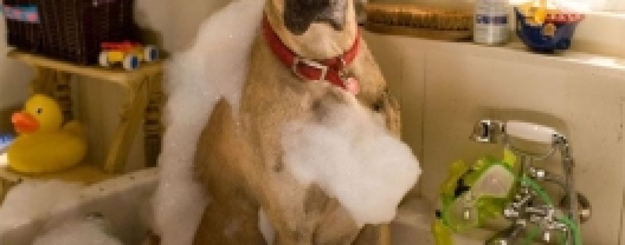 cane-alano2-264x396-1