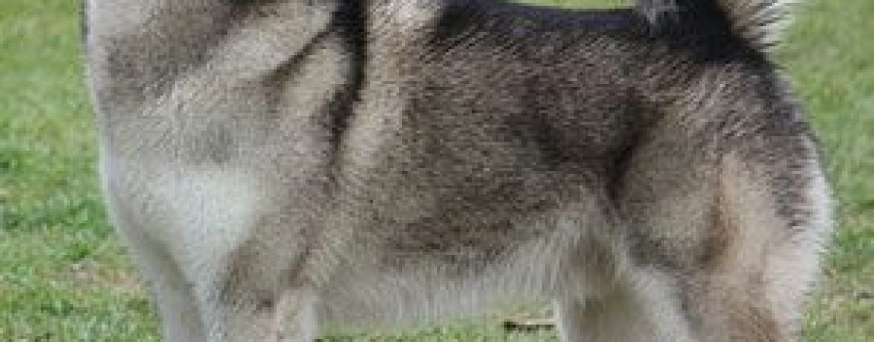 cane-alaskan-malamute4
