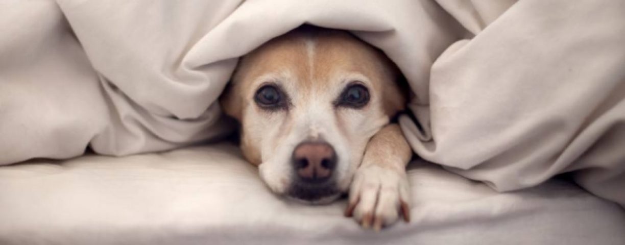 cane-e-freddo-e1443792125194-606x300-1
