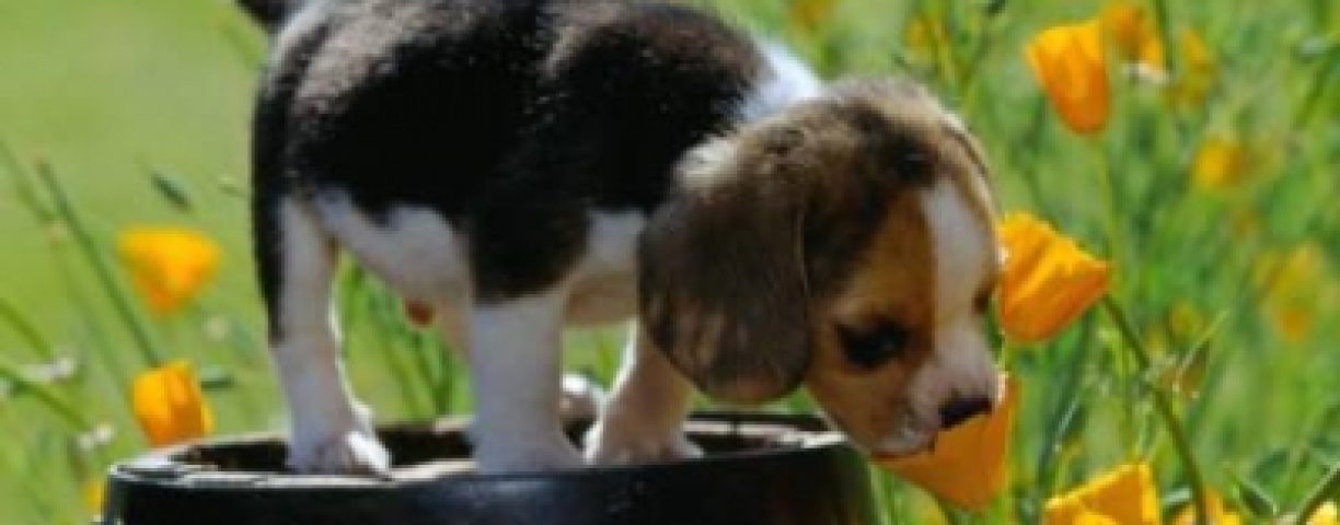 cane-e-piante-e1405949715963-400x300-1
