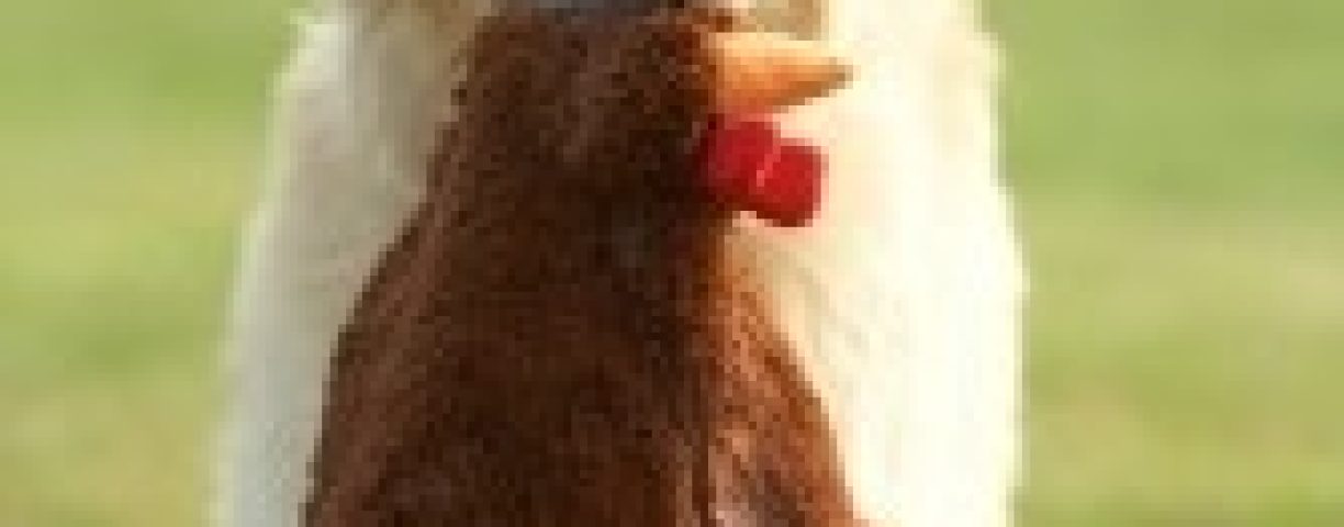 cane-giochi1