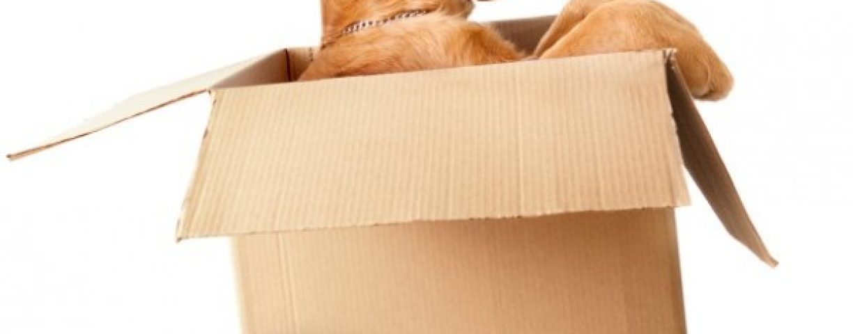 cane-in-scatola-e1452749158911