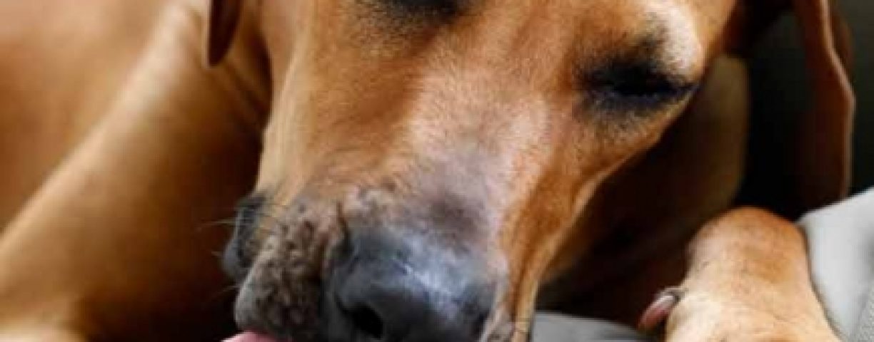 cane-lecca-zampe-434x396-1