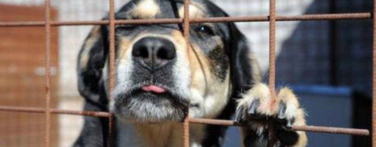 cane1280-2-2-480x270-1