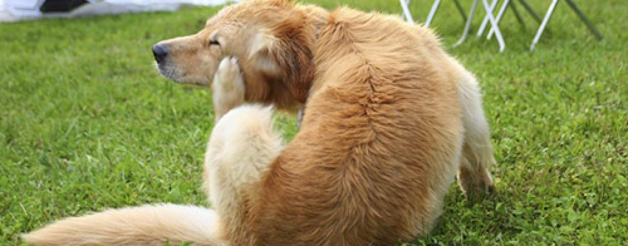 cane_prurito