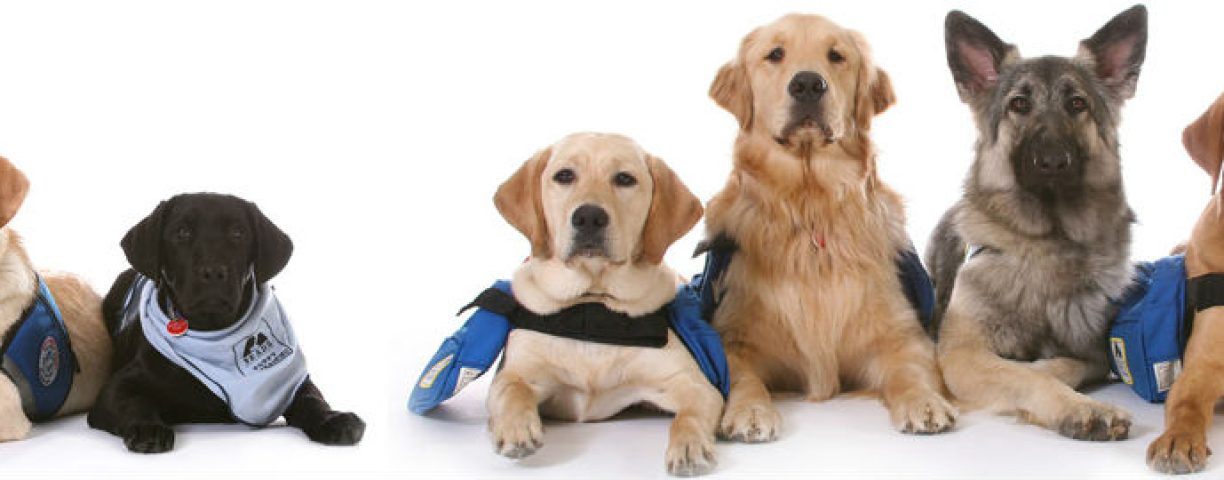cani-assistenza1