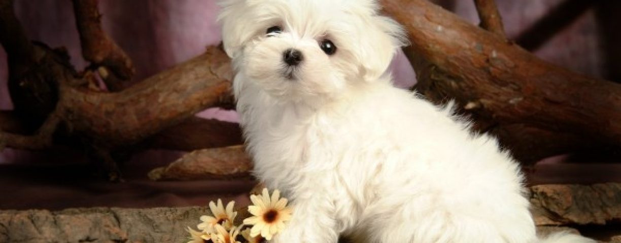 carino-cucciolo-di-maltese_1197788369