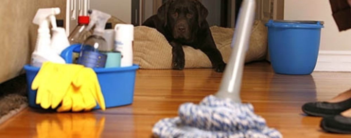 casa_pulita_cane-480x271-1