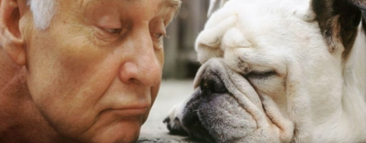comparison-of-bull-dog-and-old-man-419x300-1