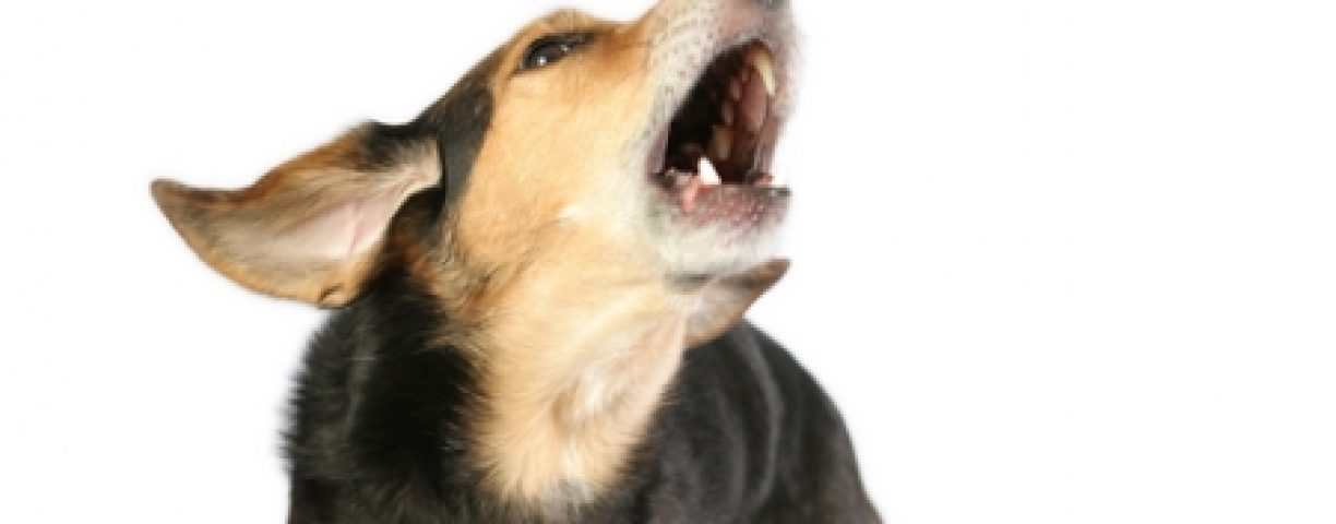 dog-barking-450x300-1