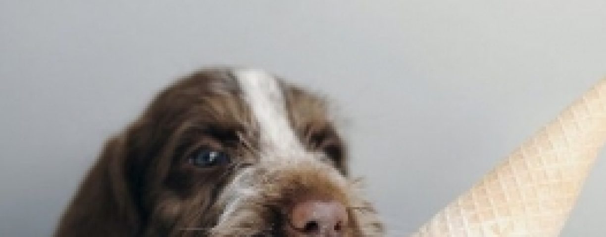 dog-icecream-263x396-1
