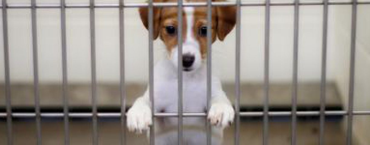 dog-pound-puppy