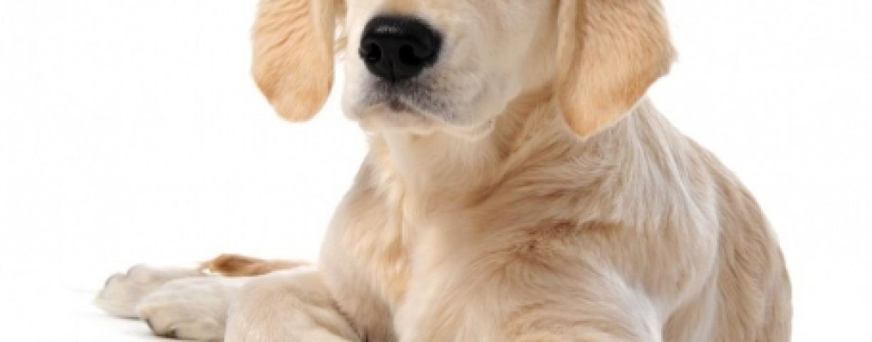 labrador-retreiver-455x396-1