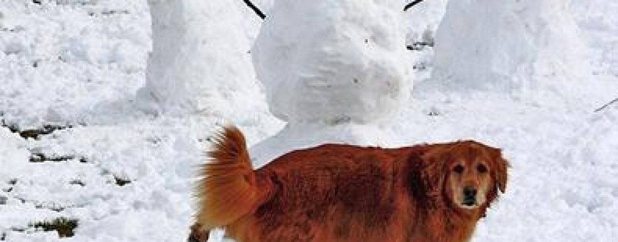 pee-snow