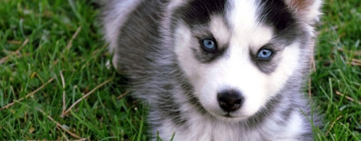 siberian-husky-puppy-2-480x360-1
