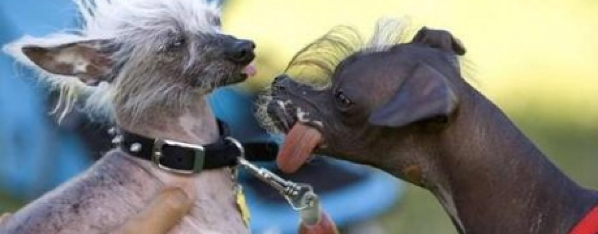 ugliest3_gallery__470x307-459x300-1