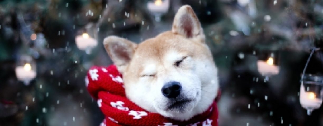 winterdog-480x300-1